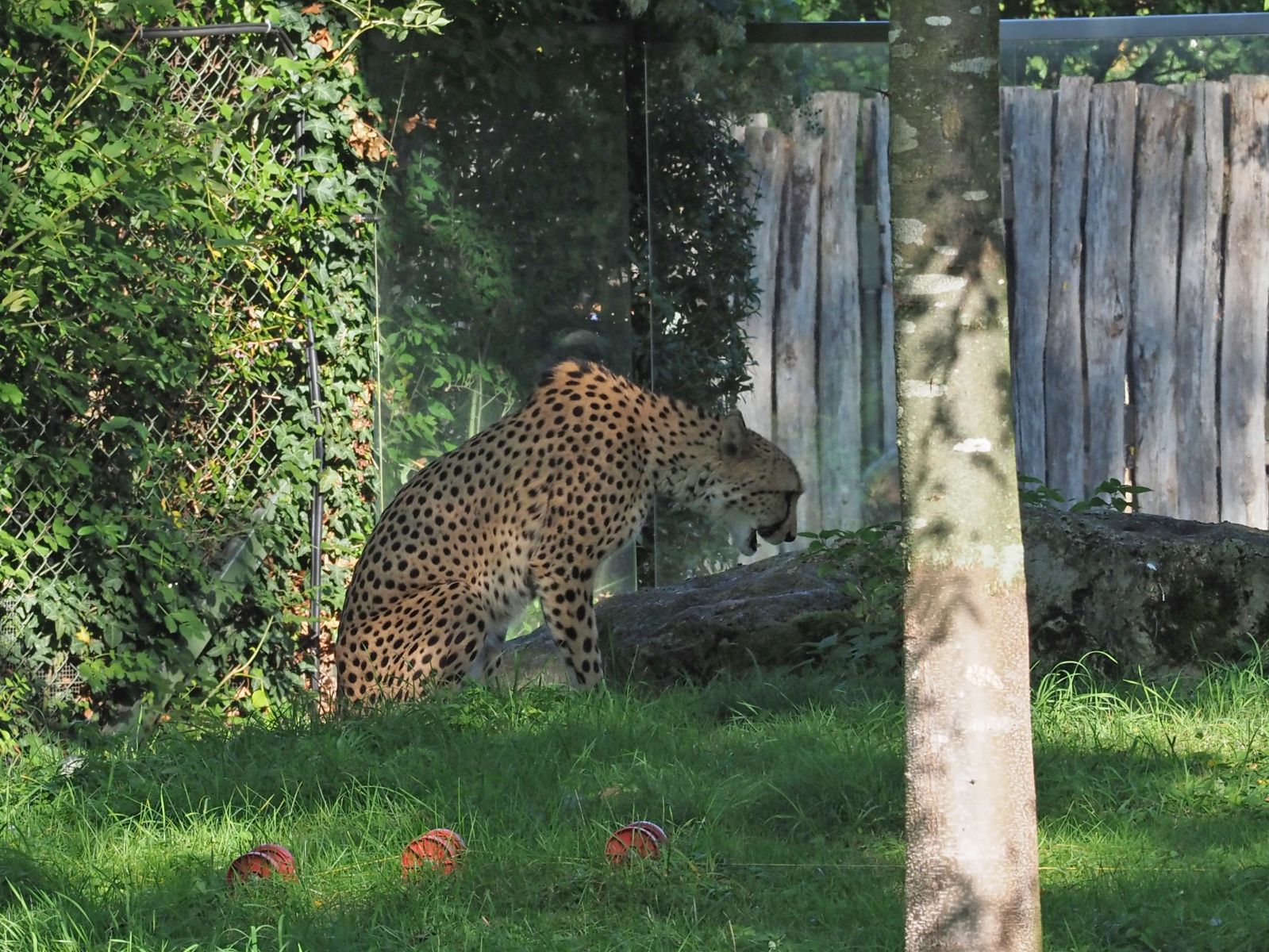 1740510798Bild 50 Gepard.JPG